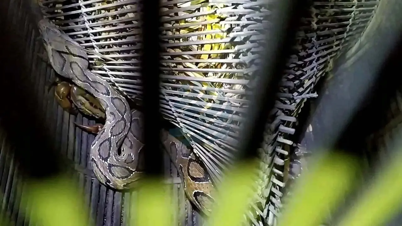 এক সপ্তাহে প্রায় ১০০ রাসেলস ভাইপার উদ্ধার, আতঙ্ক বাড়ছে শরীয়তপুরে
