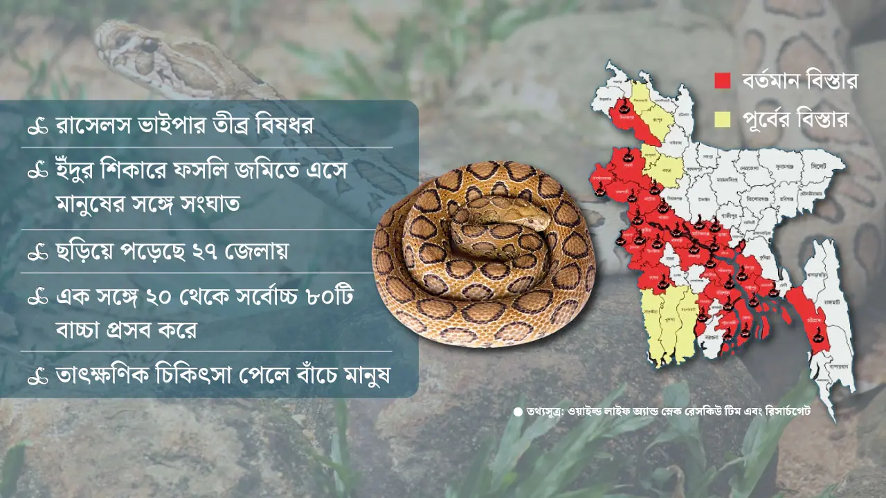 ২৭ জেলায় রাসেলস ভাইপার, ‘আতঙ্ক’ নয় প্রয়োজন সতর্কতা