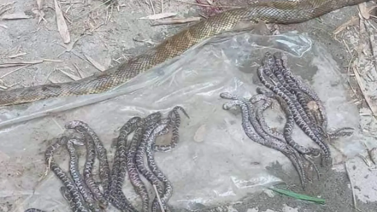 রাসেলস ভাইপার ভেবে ২৯টি বাচ্চাসহ অন্য সাপ পিটিয়ে মারল এলাকাবাসী