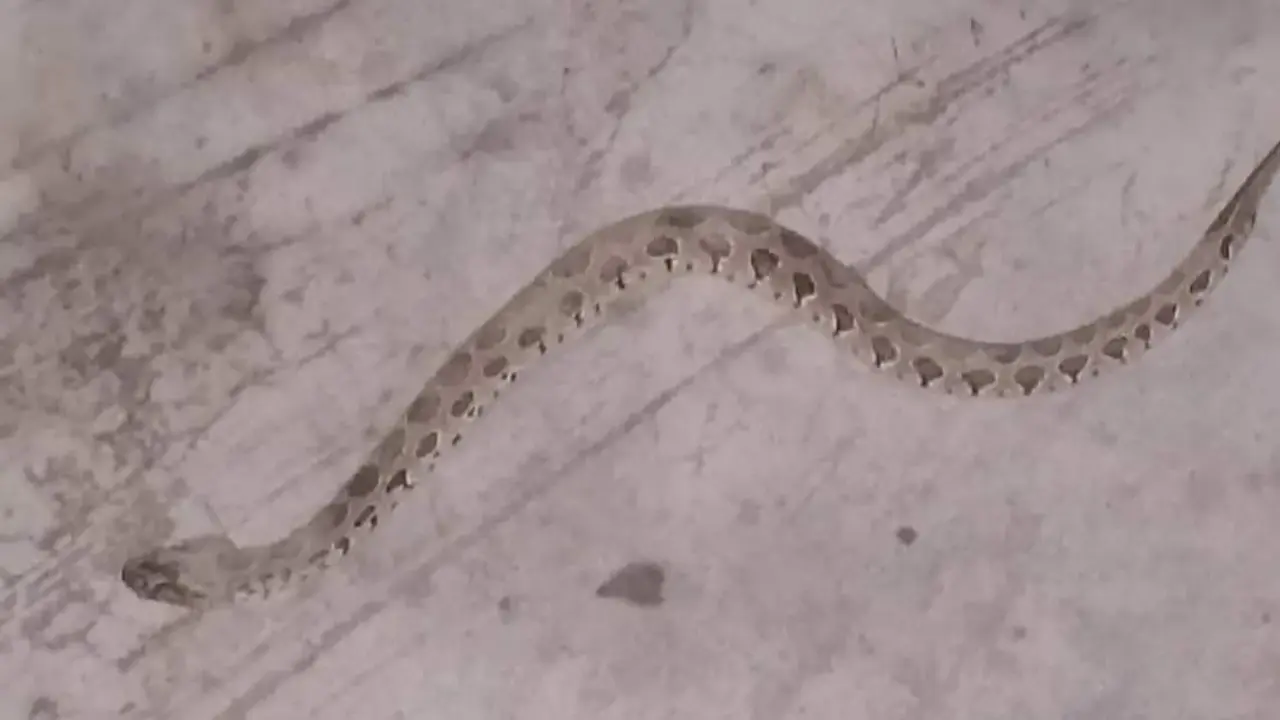 মাছের সাথে উঠে এলো বিষধর রাসেলস ভাইপার