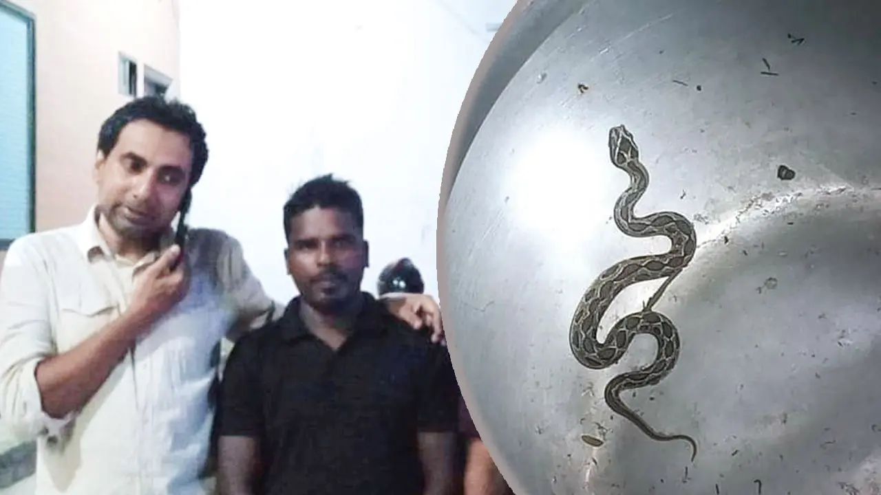 ৫০ হাজার টাকার আশায় জীবিত রাসেলস ভাইপার নিয়ে প্রেসক্লাবে, অতঃপর..