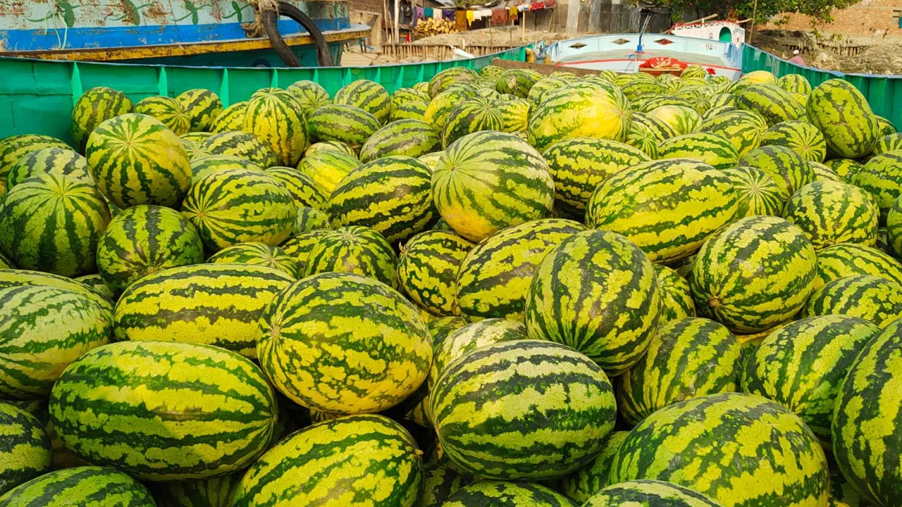 ক্রেতাদের ঠকাচ্ছেন তরমুজের খুচরা বিক্রেতারা