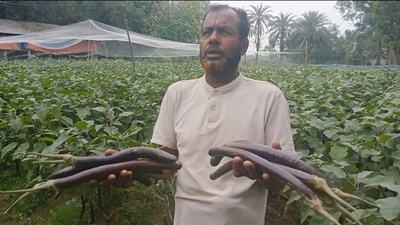 ১০০ কেজি বেগুন বিক্রি হয় ৫০০ টাকায়, খরচ ৬৫০ টাকা