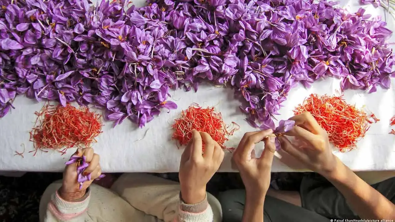 কাশ্মিরে জাফরান বাঁচাতে বৈজ্ঞানিক উদ্যোগ
