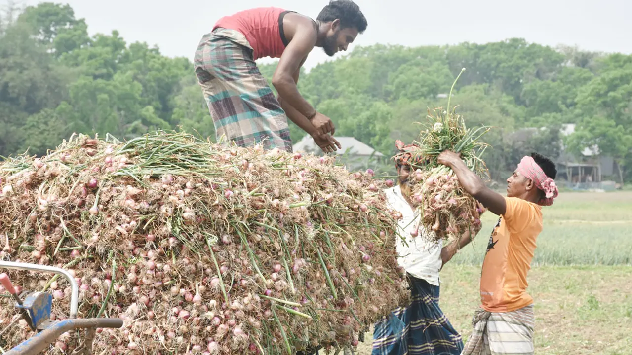 পেঁয়াজের উৎপাদন বাড়াতে ১৪ কোটি টাকার প্রণোদনা দেবে সরকার