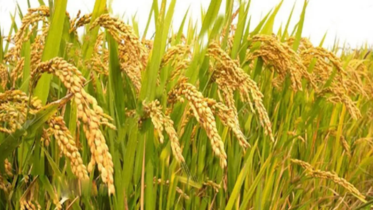 আউশের উৎপাদন বাড়াতে ৬৪ কোটি টাকার প্রণোদনা