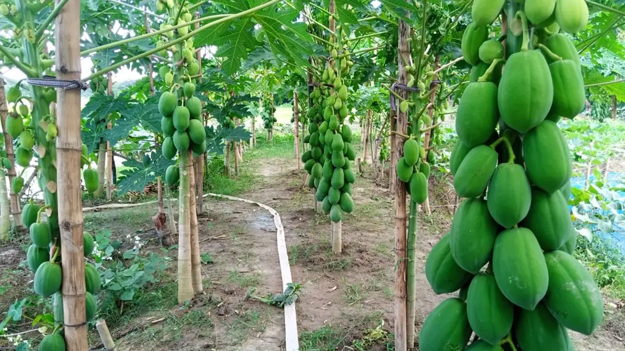 কাঁচা পেঁপের তিন উপকারিতা