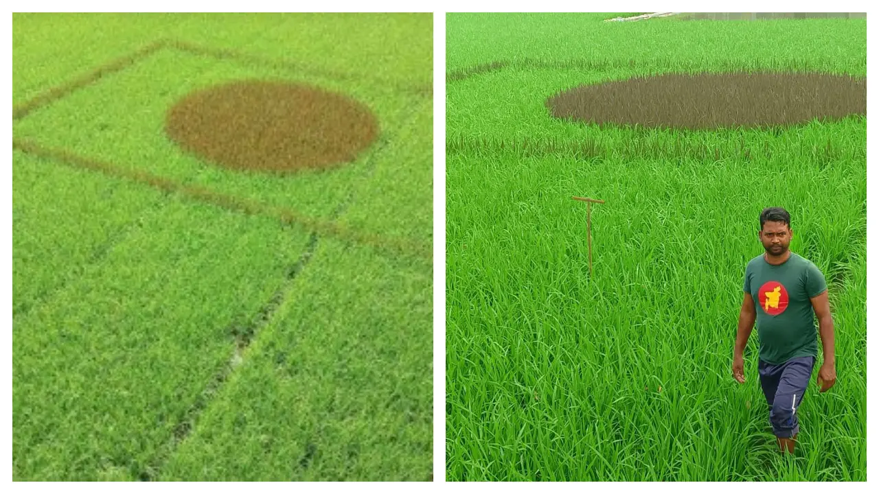 জাতীয় পতাকার আদলে ধানক্ষেত, প্রশংসায় ভাসছেন স্কুলশিক্ষক