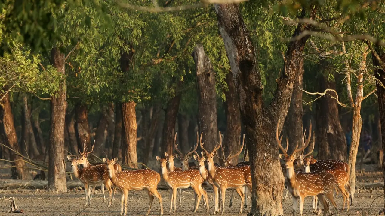 আন্তর্জাতিক বন দিবস আজ