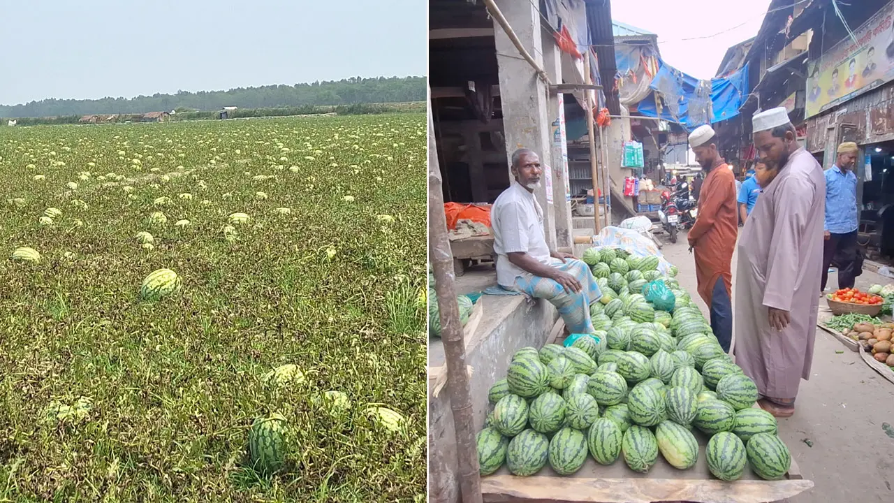 কৃষকের ১০০ টাকার তরমুজ বাজারে ৫০০ টাকা!