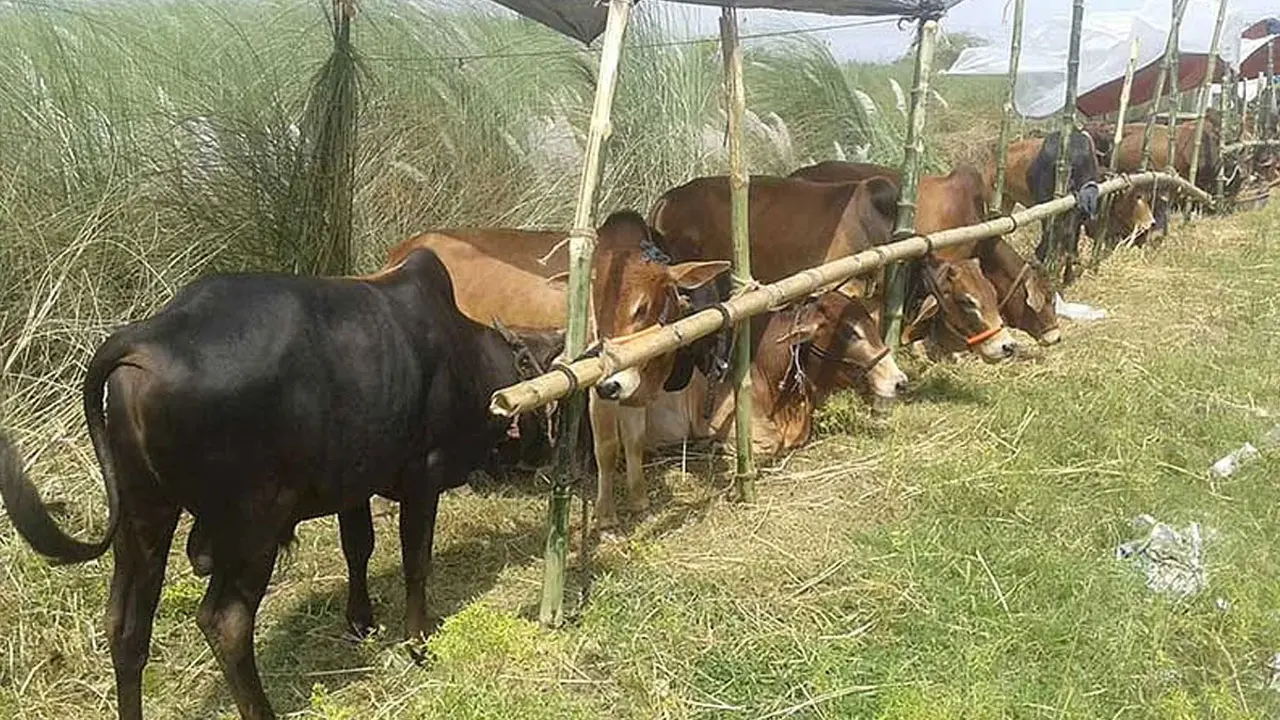 আফতাবনগরে গরুর হাট বসানো যাবে না : হাইকোর্ট