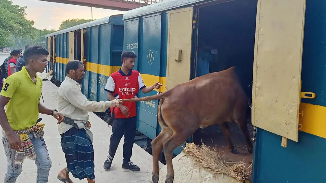 কোরবানির পশু পরিবহনে চলবে ২ জোড়া ‘ক্যাটল স্পেশাল ট্রেন’