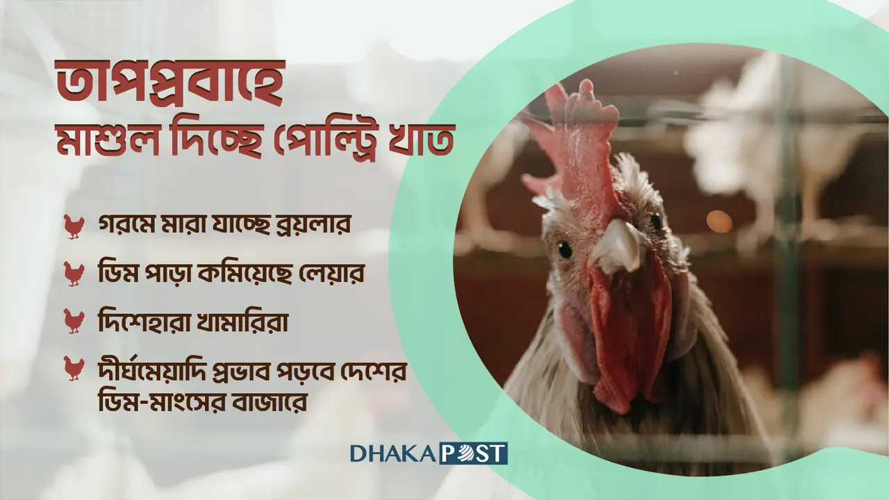 গরমে মারা যাচ্ছে মুরগি, বড় লোকসানে খামারিদের মাথায় হাত
