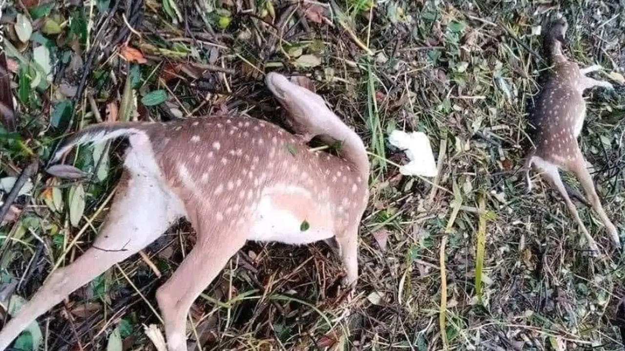 ফেসবুকে ভাইরাল ‘নিঝুম দ্বীপের’ মৃত হরিণের ছবি, গুজব বলছে বনবিভাগ