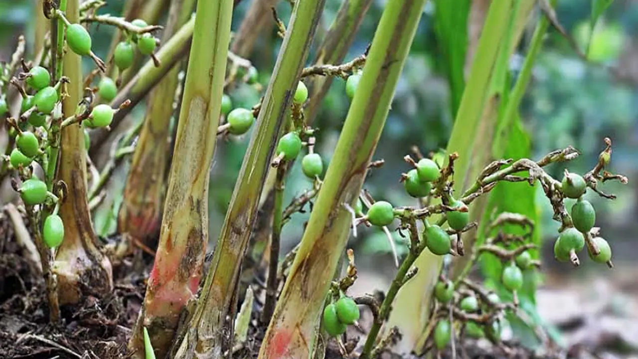 একাধিক রোগ সারতে ছোট্ট এই দানাটির বিরাট কাজ!