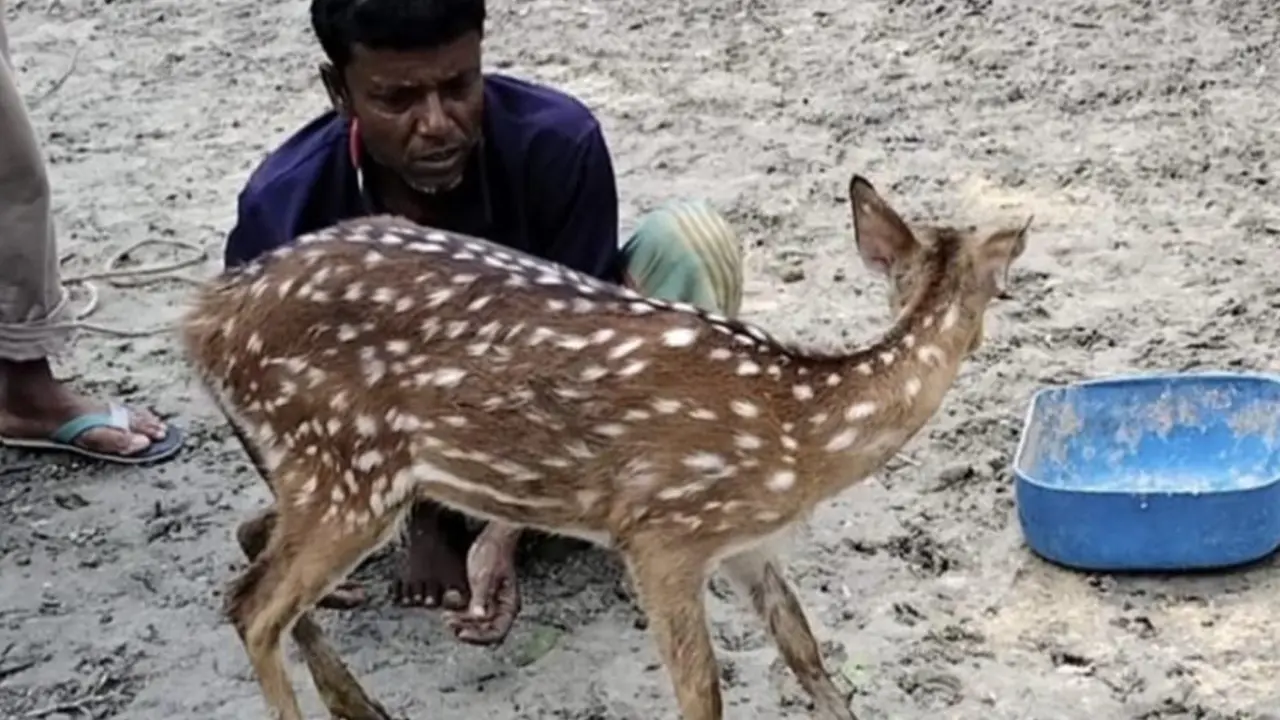 লোকালয়ে ভেসে আসা ৩টি হরিণ উদ্ধার করলো বন বিভাগ