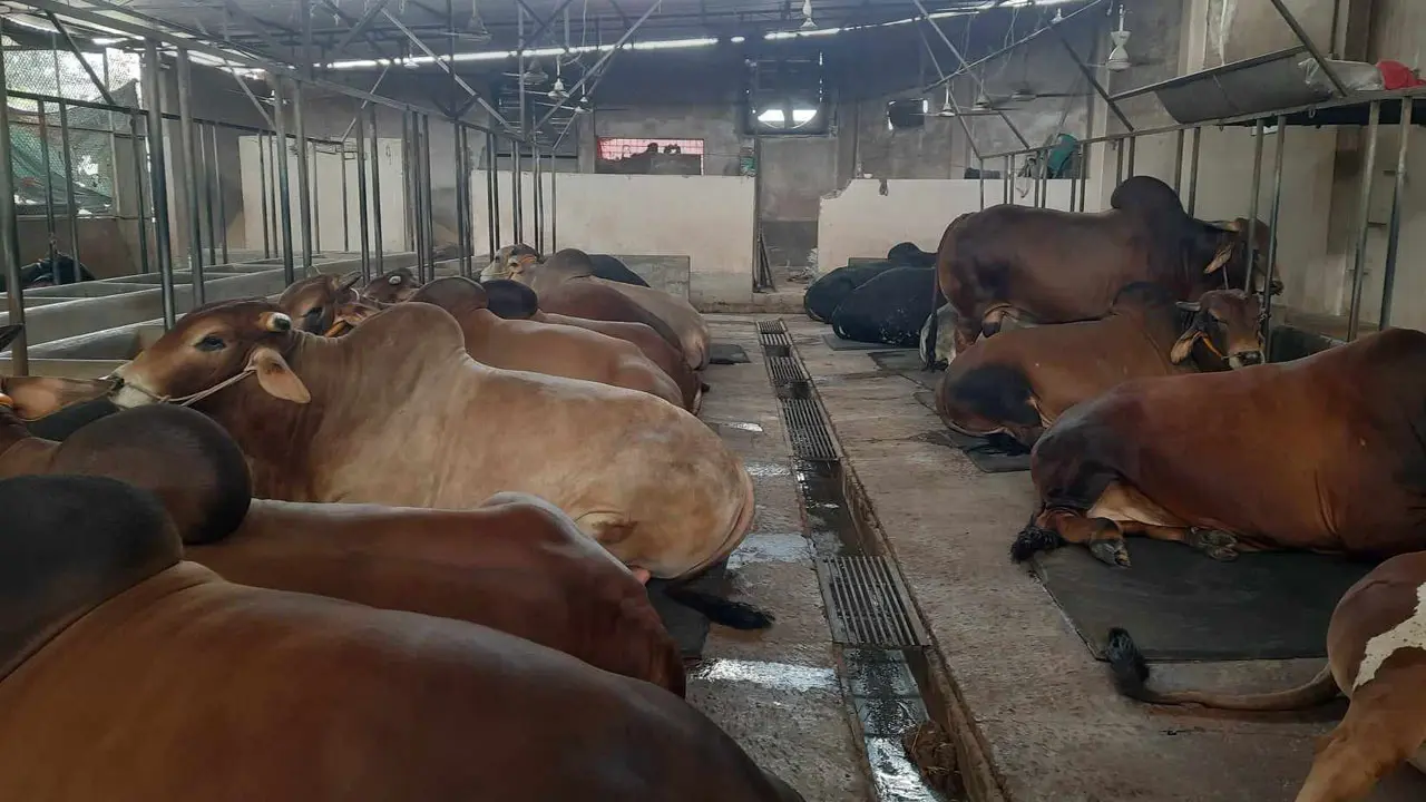 কোরবানিতে চাহিদা থাকবে ছোট ও মাঝারি গরুর, বাড়বে দাম