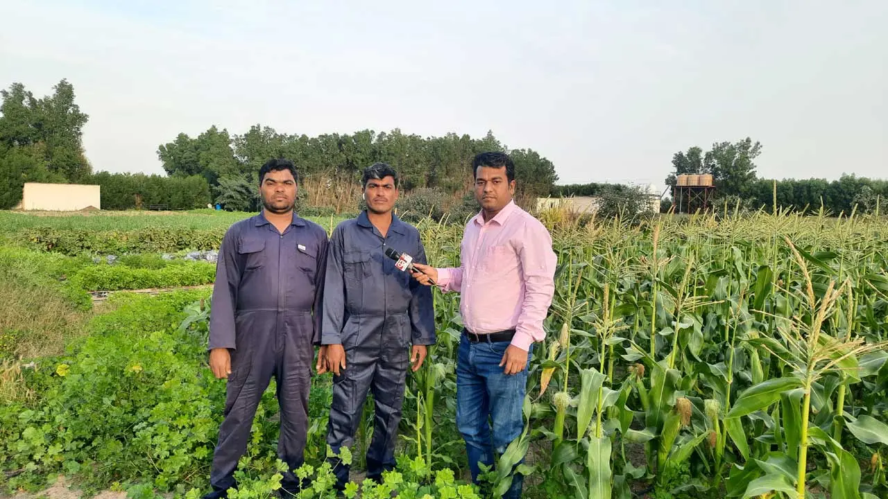 কুয়েতে গরমের কারণে উন্মুক্ত স্থানে শ্রমিকদের কাজে নিষেধাজ্ঞা