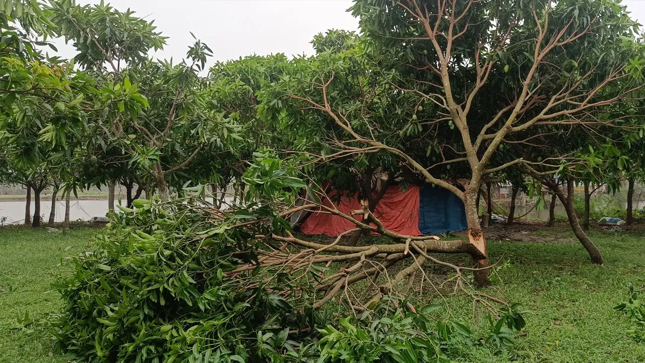 ঘূর্ণিঝড় রেমালের তাণ্ডবে আমচাষিদের মাথায় হাত