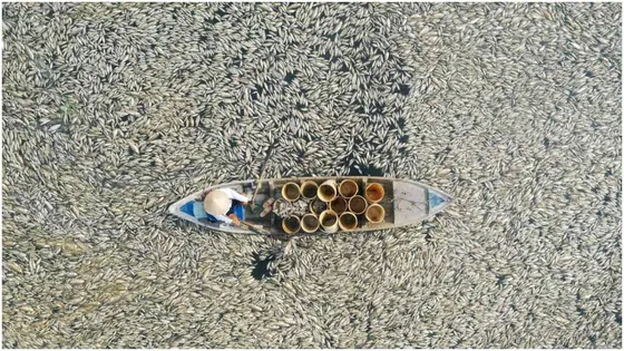 তীব্র তাপদাহে মরে ভেসে উঠল ২০০ মেট্রিক মাছ