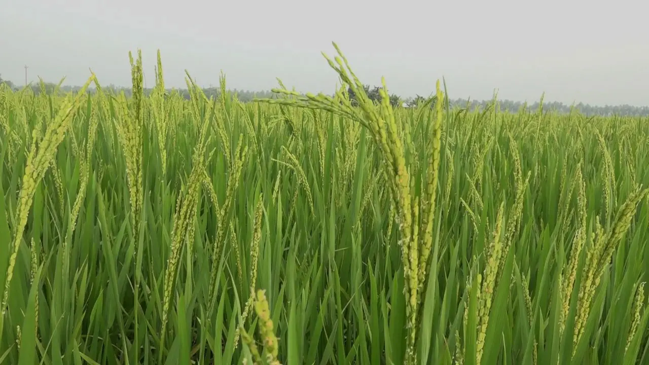 তীব্র তাপপ্রবাহে ঝুঁকিতে বোরো উৎপাদন, চিটা হওয়ার শঙ্কা