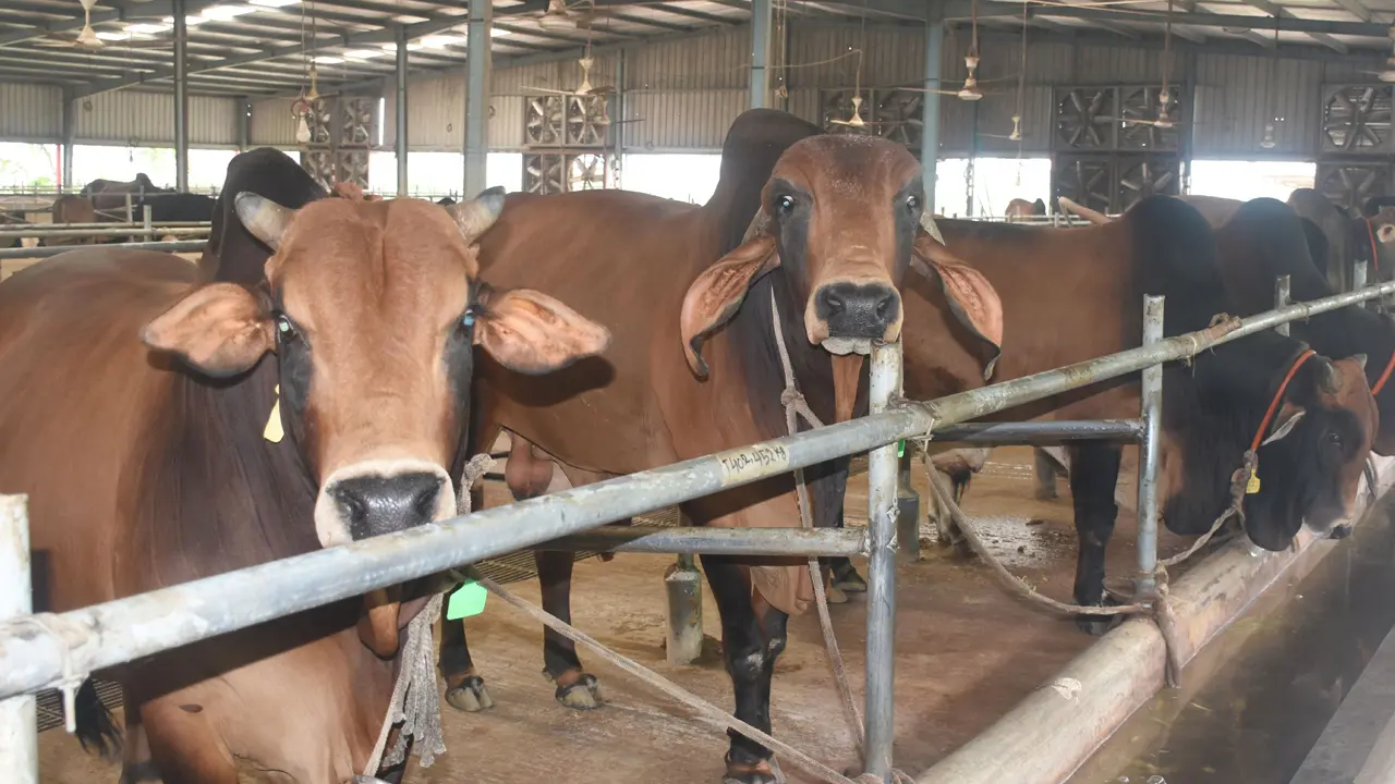 রাজশাহীতে কোরবানিযোগ্য পশু সাড়ে ৪ লাখের বেশি