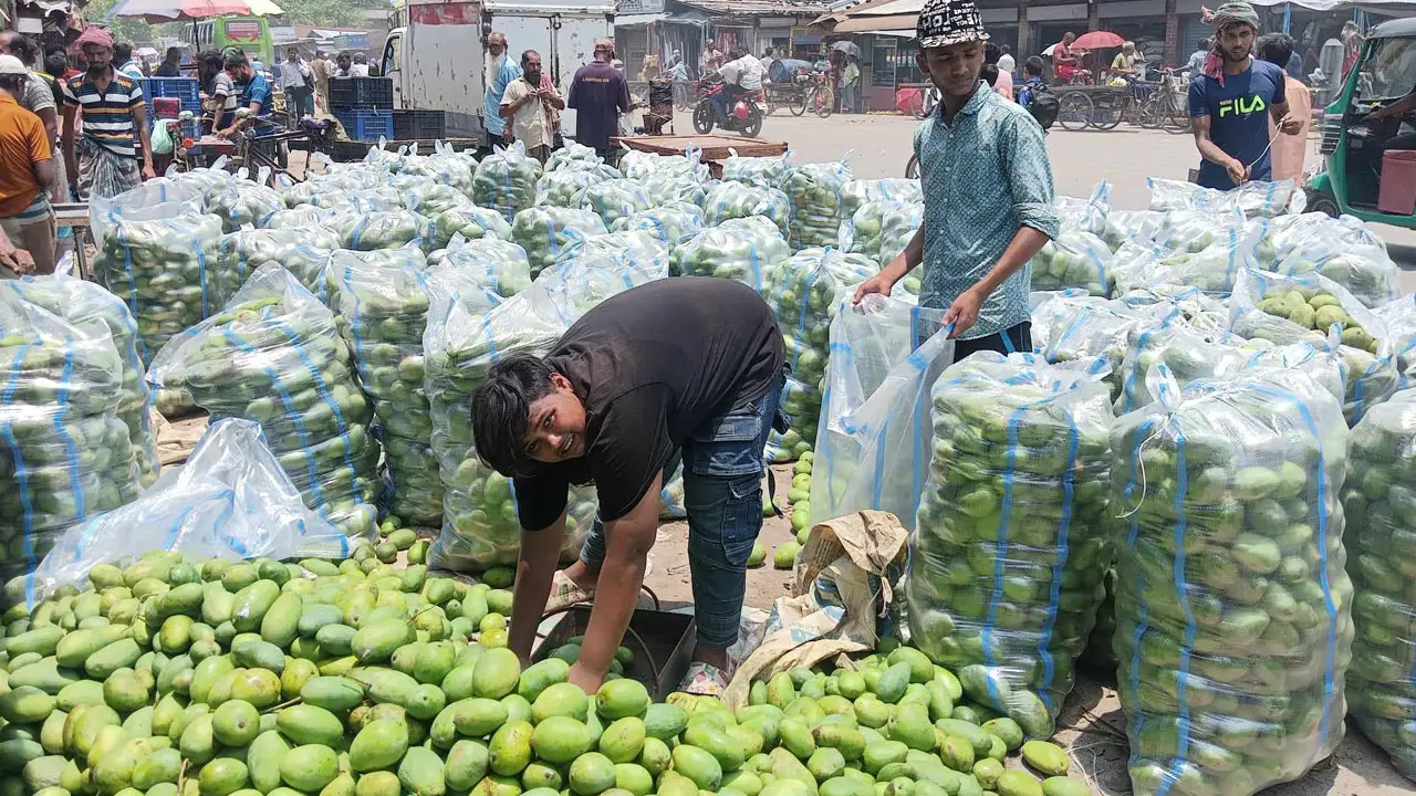 রাজশাহীতে ঝরে পড়া আমের কেজি ৭ টাকা