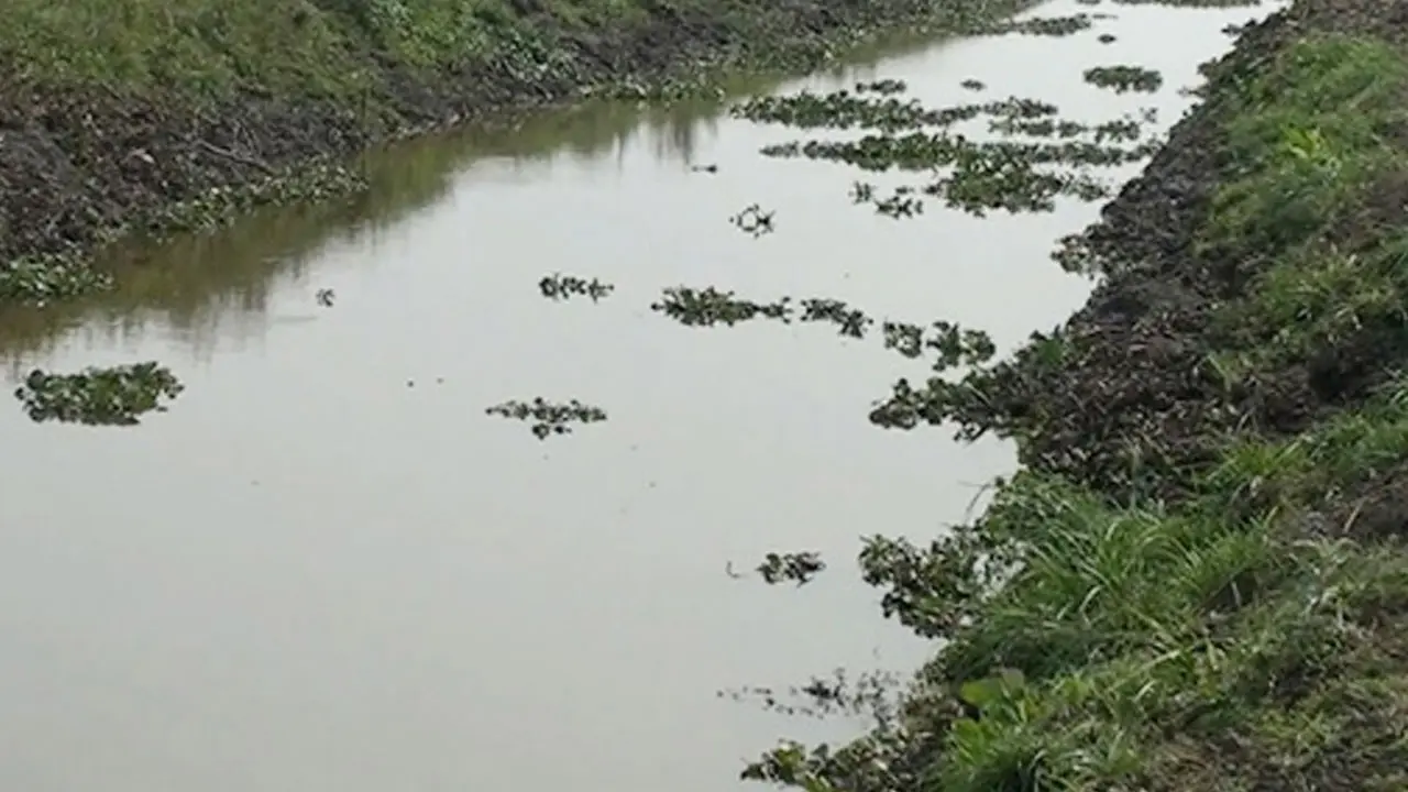 খালের পানিতে ডুবে প্রাণ গেল চাচাতো ভাইবোনের