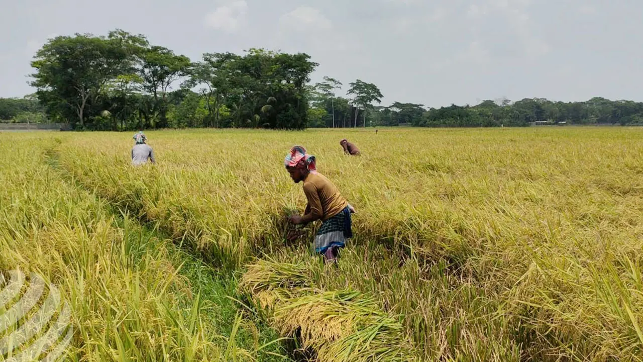 মঙ্গলবার থেকে শুরু হচ্ছে অভ্যন্তরীণ বোরো সংগ্রহ কার্যক্রম