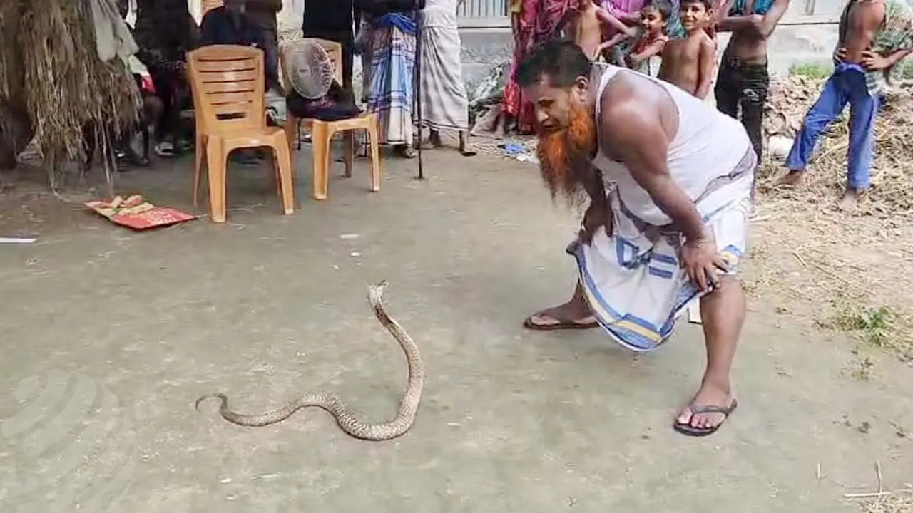 তিন দশকে রাসেলস ভাইপারসহ দশ হাজার সাপ উদ্ধার করেছেন সাপুড়ে ঢালী