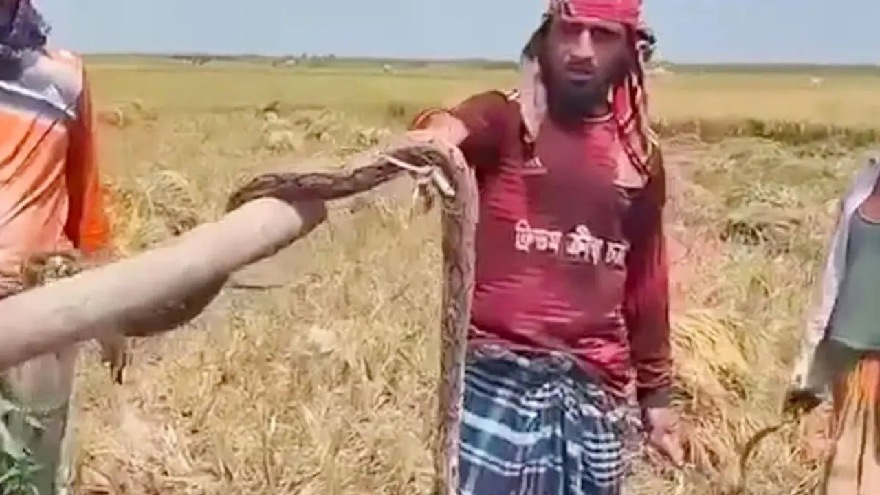 ধানখেতে থাকা রাসেলস ভাইপার পিটিয়ে মারল কৃষকরা