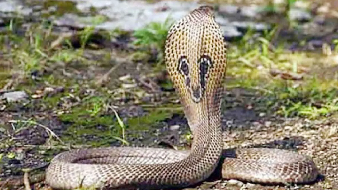 শরীয়তপুরে হেঁটে বাজারে যাওয়ার পথে সাপের কামড়ে বৃদ্ধের মৃত্যু