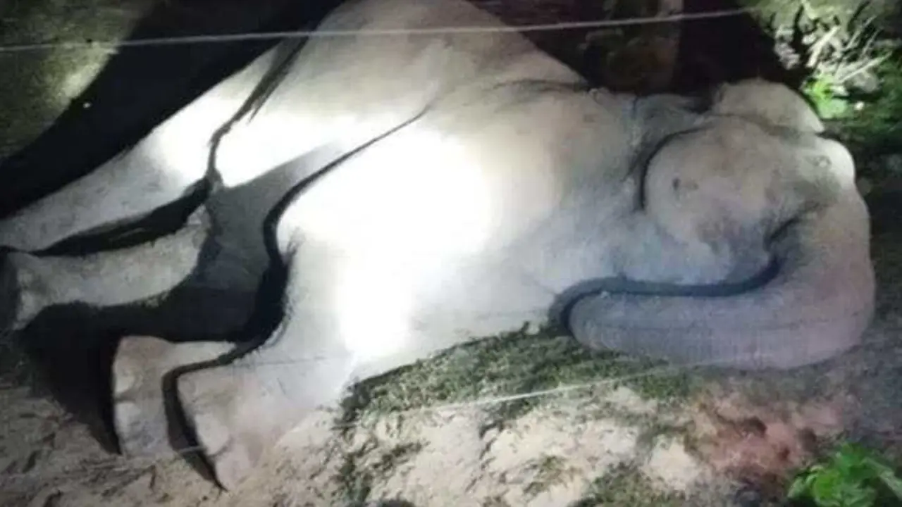 জেনারেটরের তারে বিদ্যুতায়িত হয়ে বন্য হাতির মৃত্যু