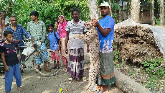 শৈলকুপায় মেছো বাঘ পিটিয়ে হত্যা