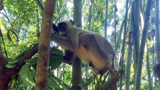 লক্ষ্মীপুরে লোকালয়ে ধূসর রঙের হনুমান