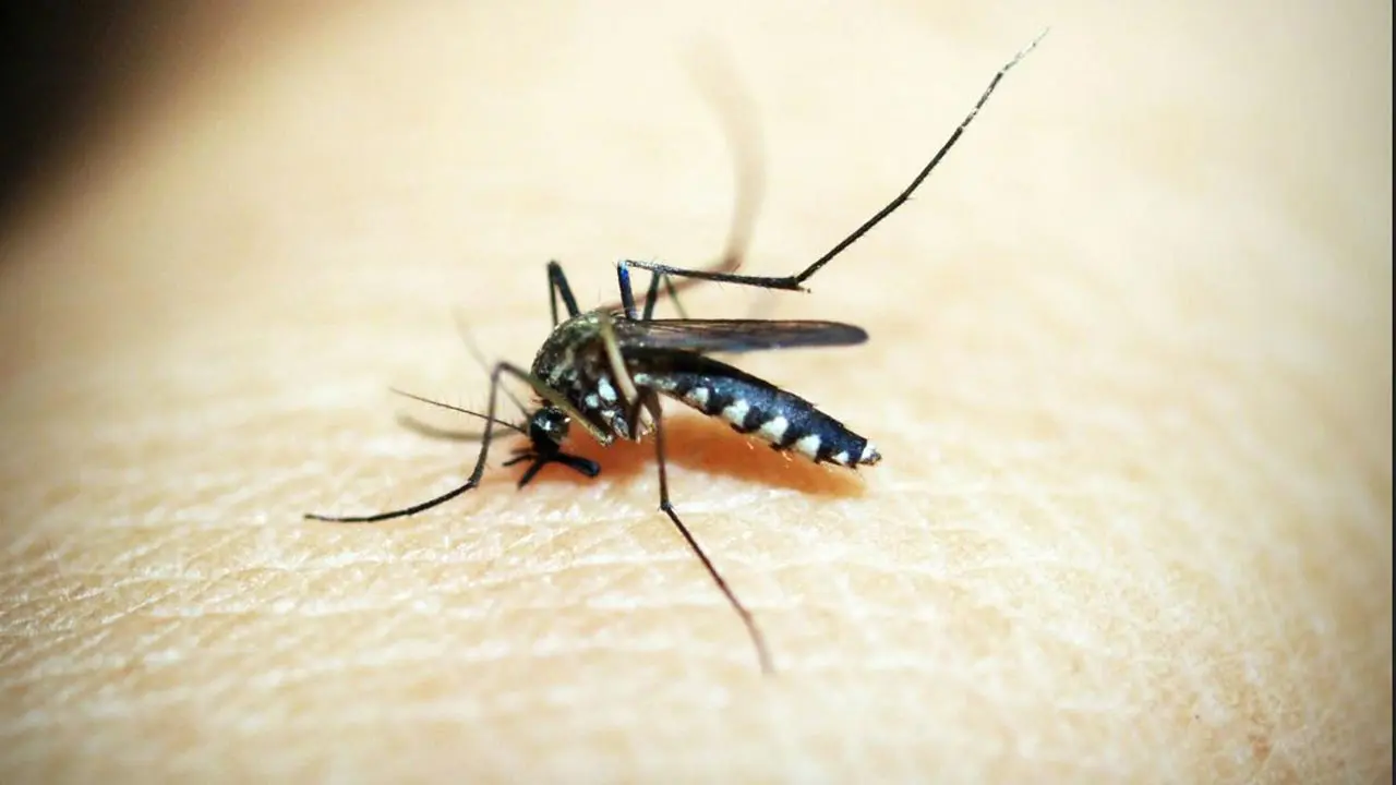 ঢাকায় জিকা ভাইরাসের রোগী শনাক্ত