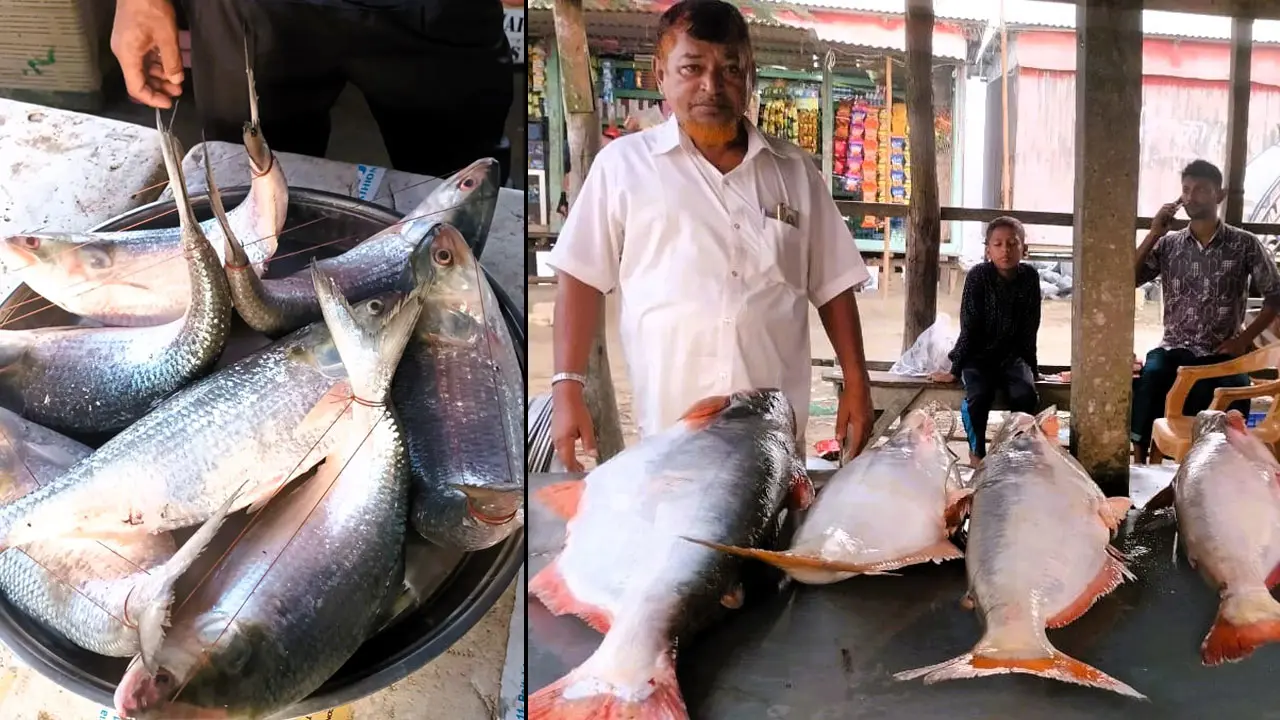 মুন্সীগঞ্জে ইলিশের জালে ঝাঁকে ঝাঁকে ধরা পড়ছে পাঙাশ
