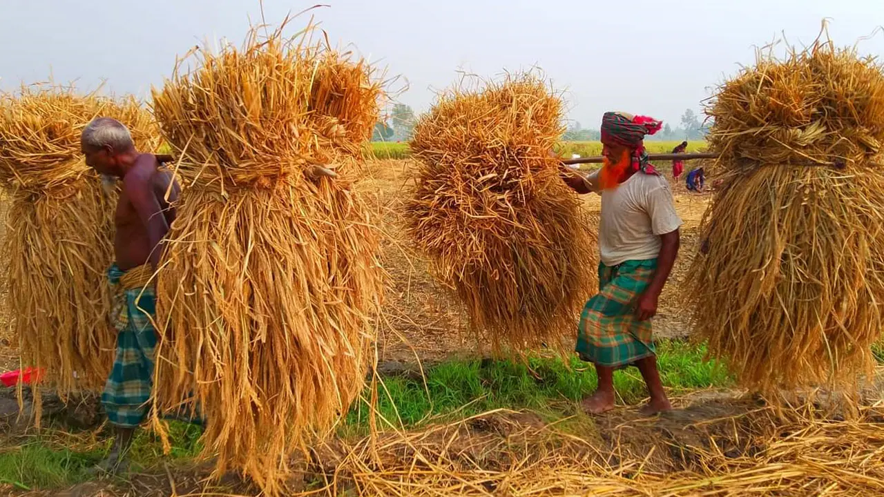 অগ্রহায়ণের প্রথম দিন : নতুন ধানের উৎসব ‘নবান্ন’
