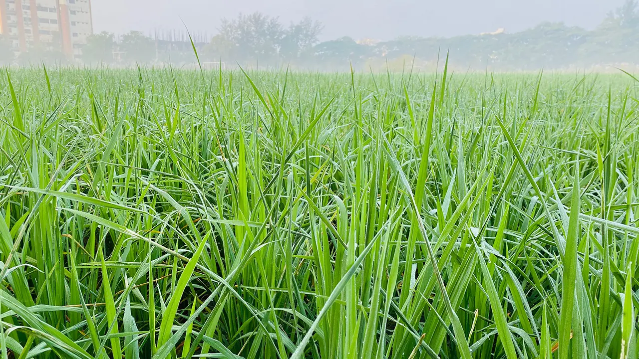 নোয়াখালীতে বাড়ছে শীতের প্রকোপ, কুয়াশায় ঢাকা পথঘাট-প্রকৃতি
