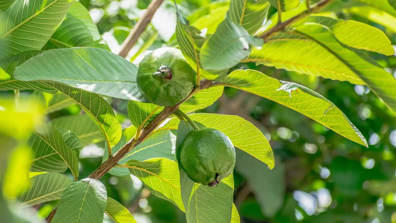 পেয়ারা পাতা চিবিয়ে খেলে যে উপকার পাওয়া যায়