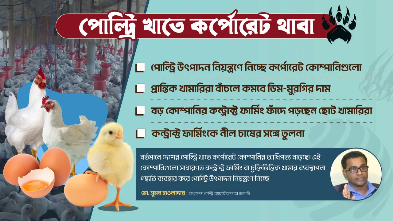 ফিড-বাচ্চা সিন্ডিকেট বন্ধ না হলে ডিমে স্বস্তি ফিরবে না 