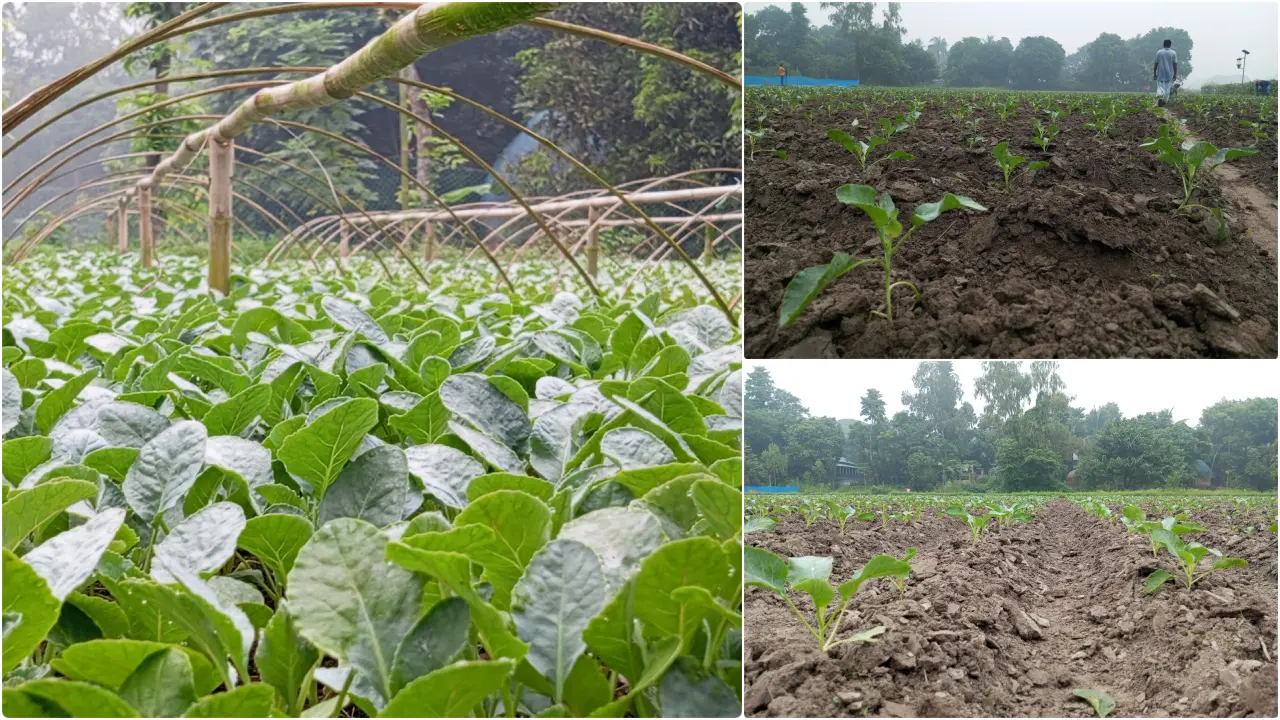 বাজারদর ভালো পেলে কৃষক মজিবরের টার্গেট ৫০ লাখ