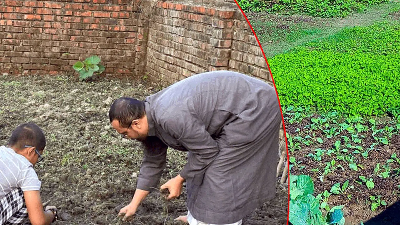 বাসার ছাদে সবজি চাষ করেন শায়খ আহমাদুল্লাহ, উপহার দেন স্বজনদের