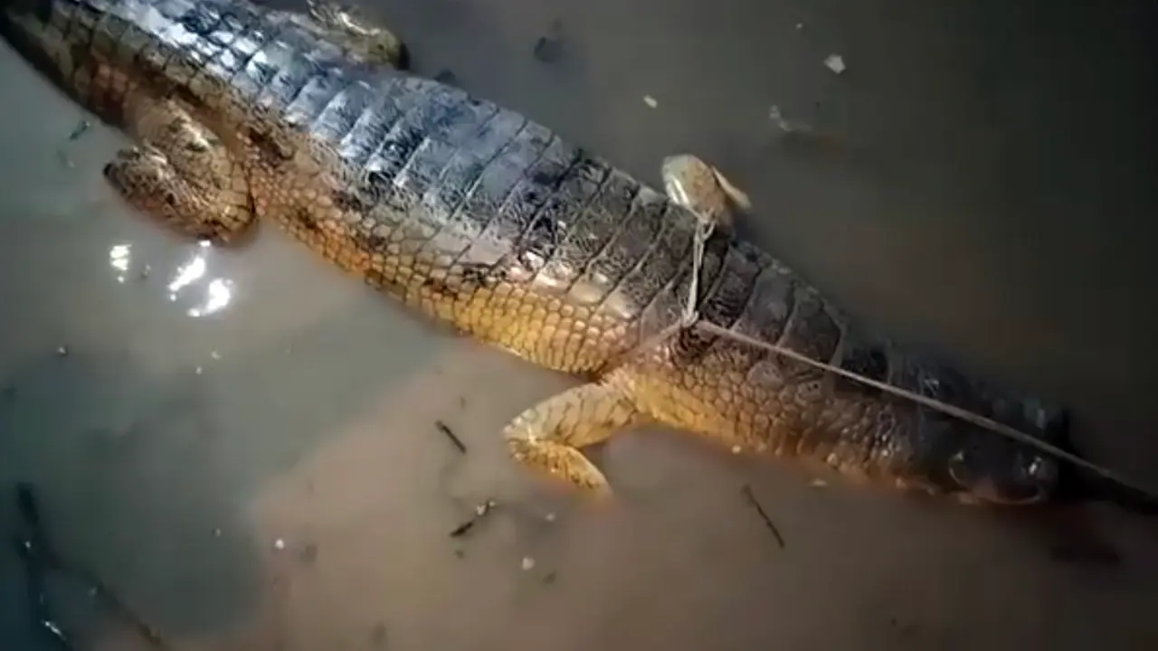 মাছের বদলে জালে উঠে এলো ঘড়িয়াল