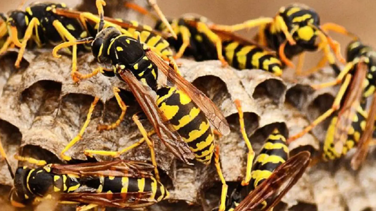ময়মনসিংহে ভিমরুলের কামড়ে শিশুর মৃত্যু