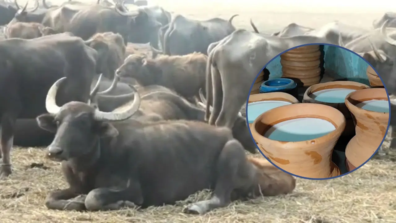 ২০০ বছরের ঐতিহ্য ধরে রেখেছে মইষা দই