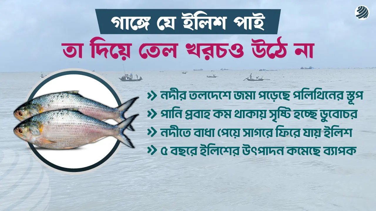 কাগজে-কলমে বাড়ছে ইলিশের উৎপাদন, আসলেই কি?