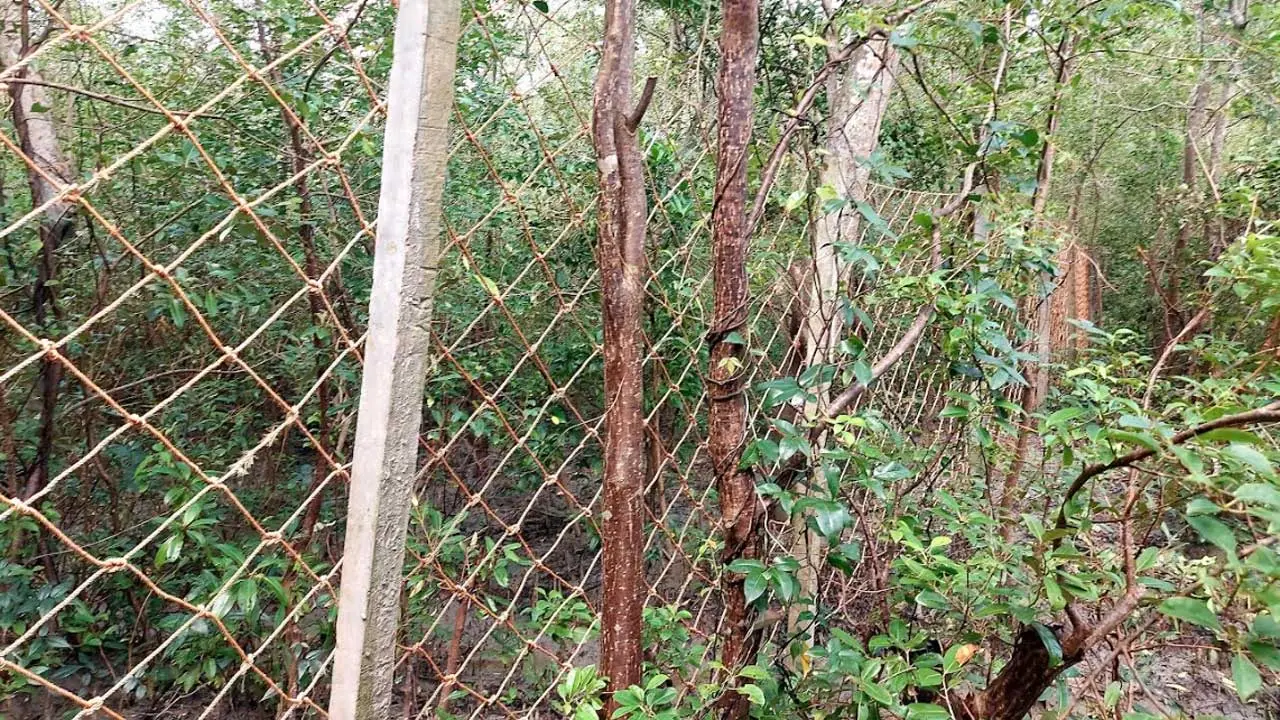 লোকালয়ে বাঘসহ বন্যপ্রাণীর প্রবেশ ঠেকাতে সুন্দরবনে নাইলনের বেড়া