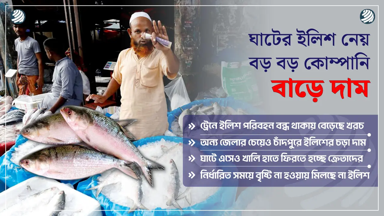 চাঁদপুরের ঘাটে নেই সরাসরি ইলিশ রপ্তানিকারক, বিদেশে যাচ্ছে যেভাবে