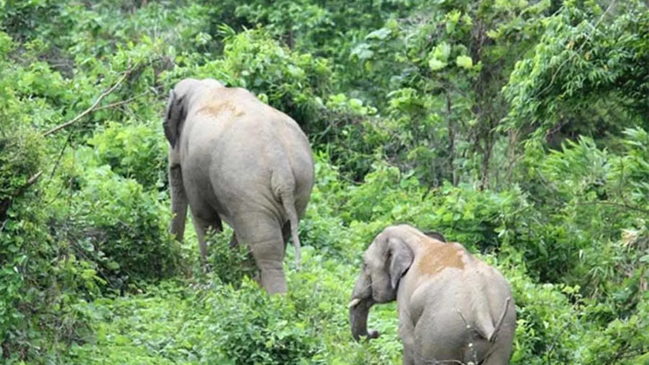 অভয়ারণ্যে বন্যপ্রাণীর জন্য অনিরাপদ রেলপথ চালু রাখায় উদ্বেগ